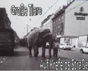 Beitragsbild: Elefanten werden durch Krefelder Straßen geführt