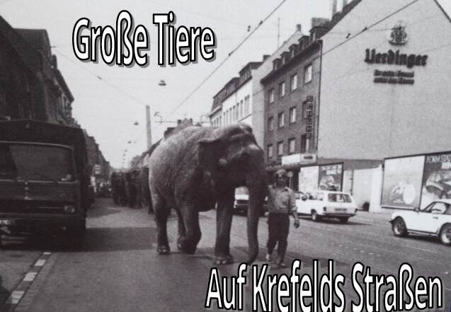 Beitragsbild: Elefanten werden durch Krefelder Straßen geführt