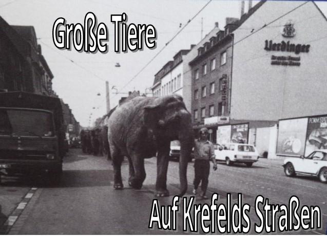 Beitragsbild: Elefanten werden durch Krefelder Straßen geführt